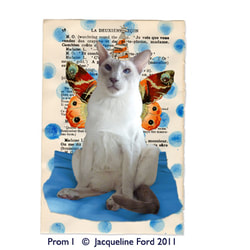 Prom I - digital and mixed media collage featurng my caramel point siamese cat, Prom by Jacqueline Ford
