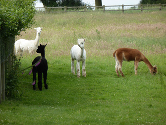 Picture of four alpaca